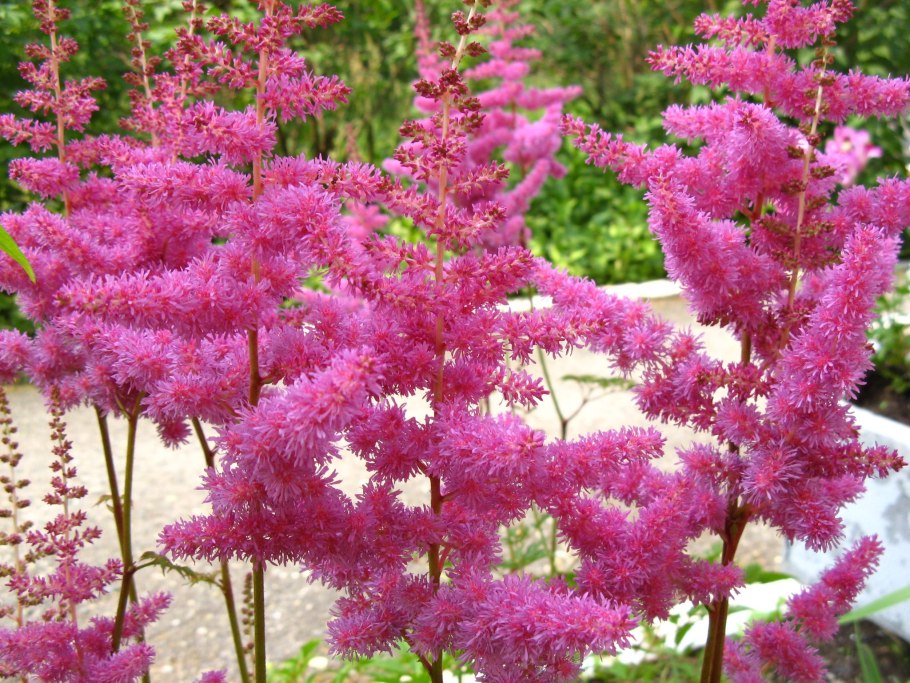 Астильба Арендса аметист