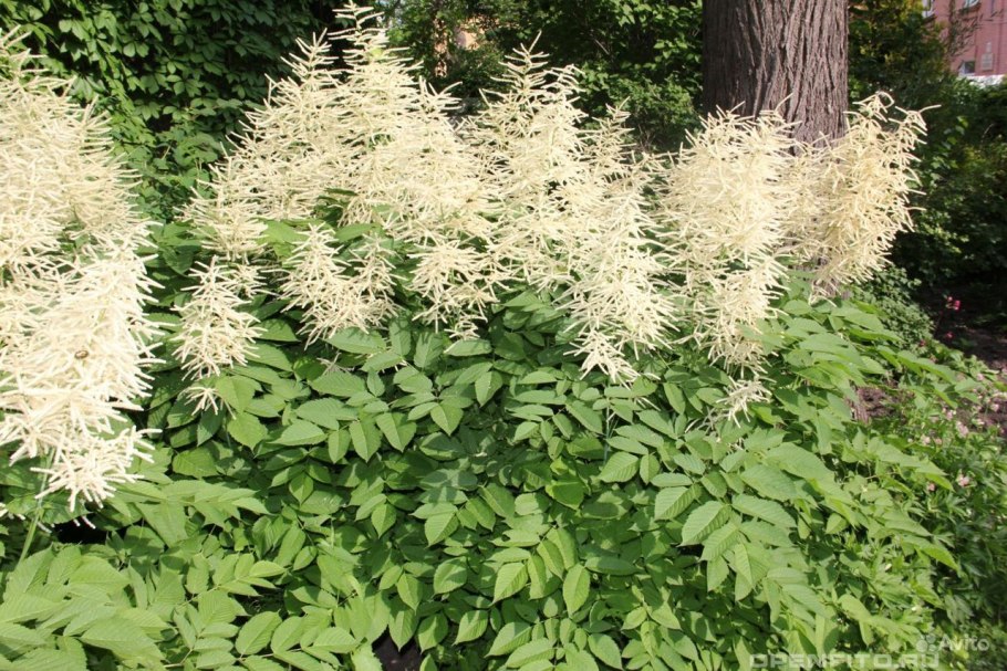 Волжанка Арункус обыкновенная