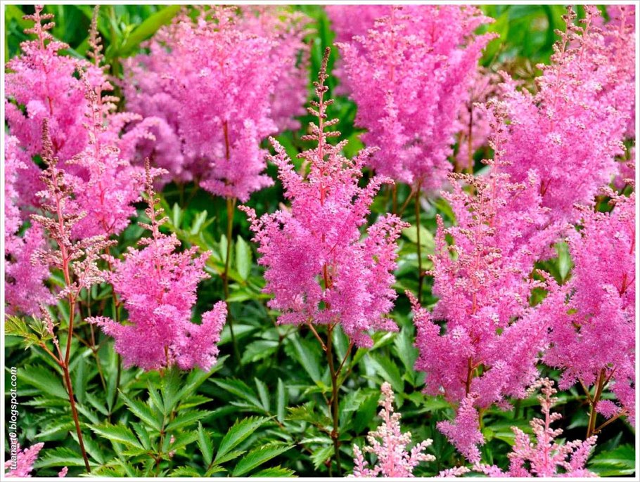 Астильба метельчатая