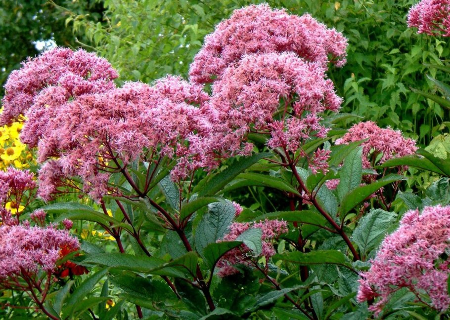 Посконник Фантом