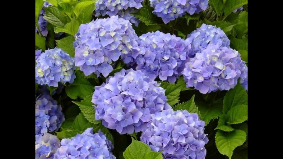 Гортензия многолетка