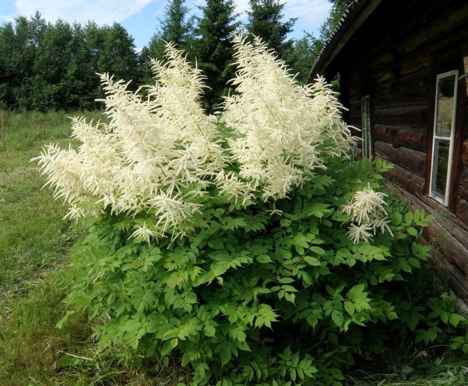 Волжанка обыкновенная (Aruncus dioicus)