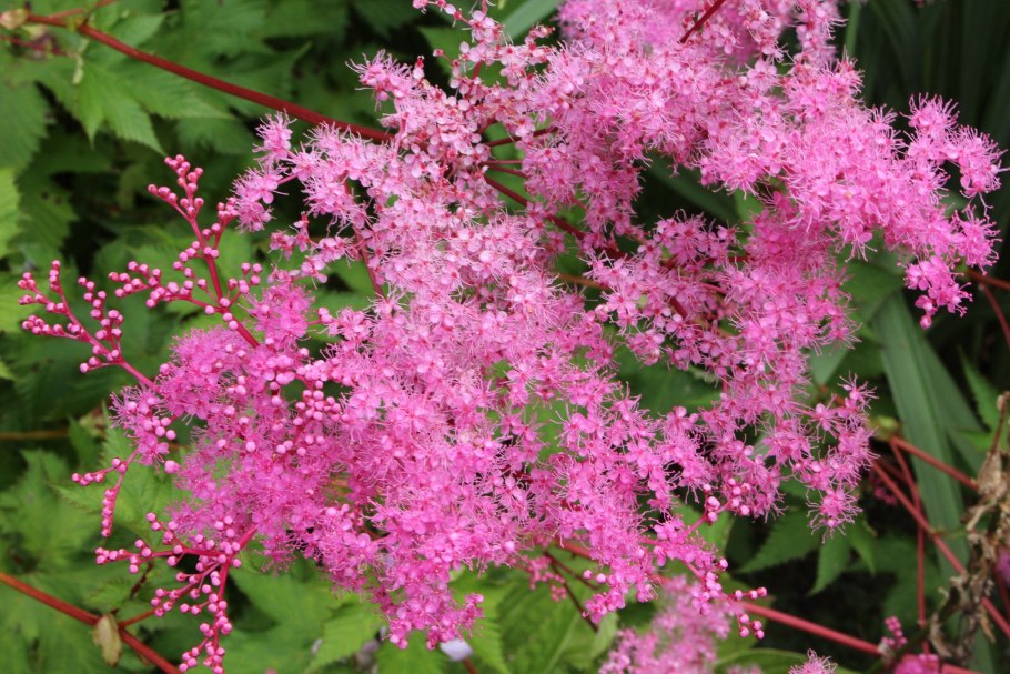 Лабазник Филипендула