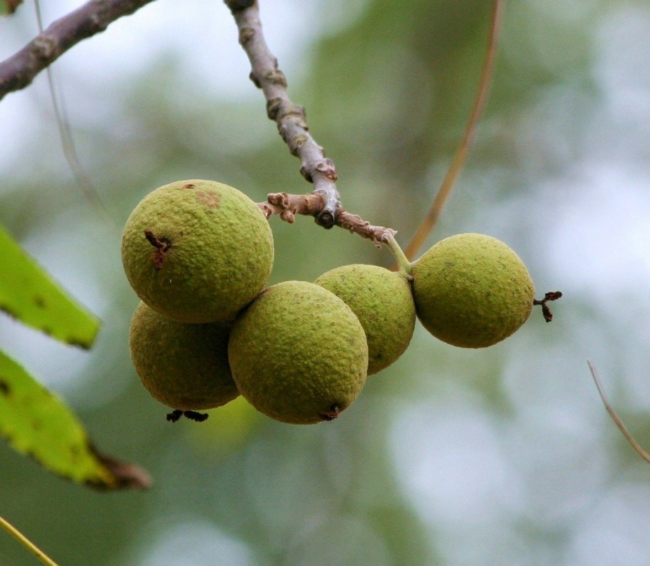 Орех маньчжурский (Juglans nigra l.)