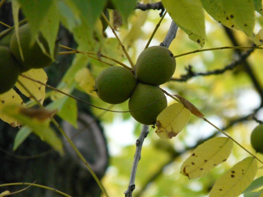 Орех черный, Juglans nigra