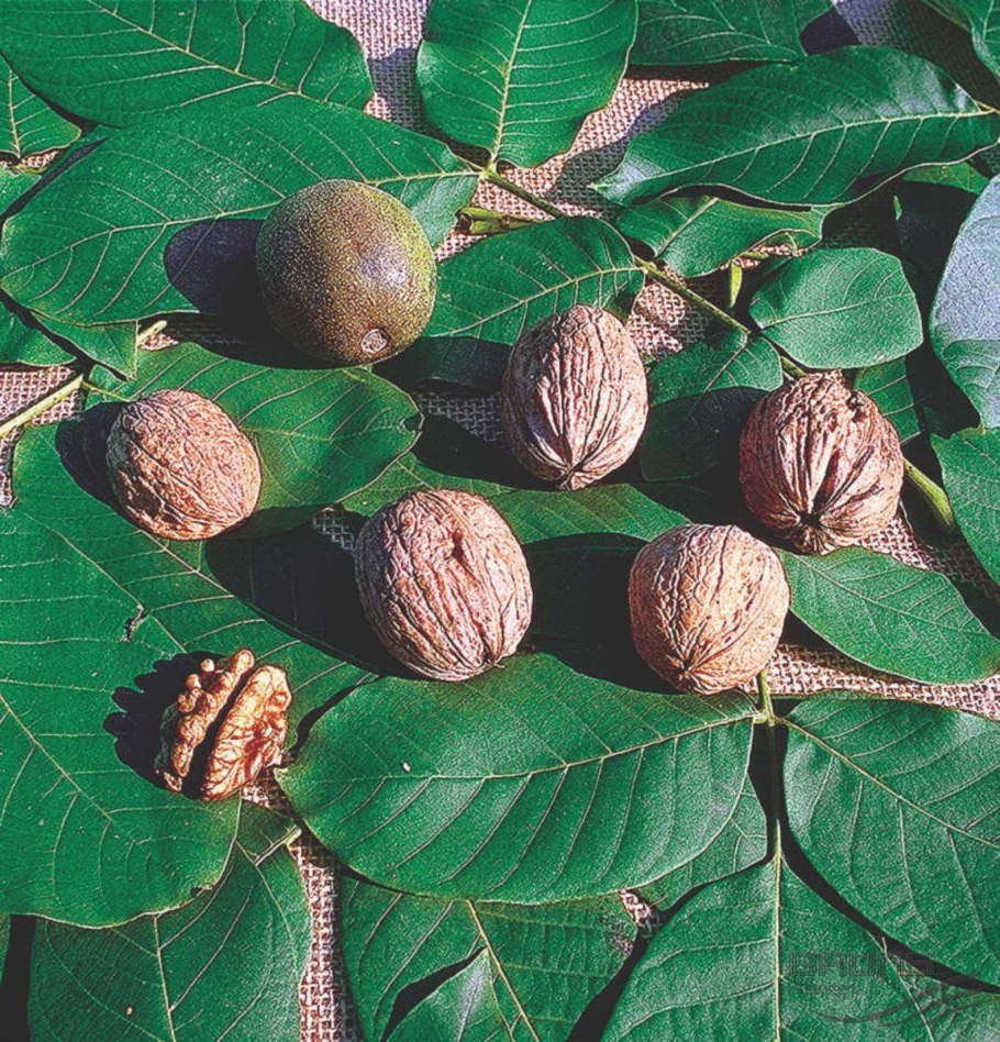 Орех маньчжурский (Juglans mandshurica)