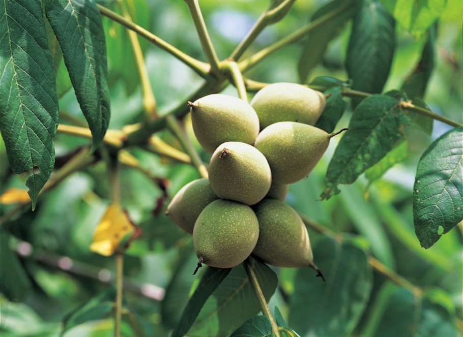 Орех маньчжурский (Juglans mandshurica)