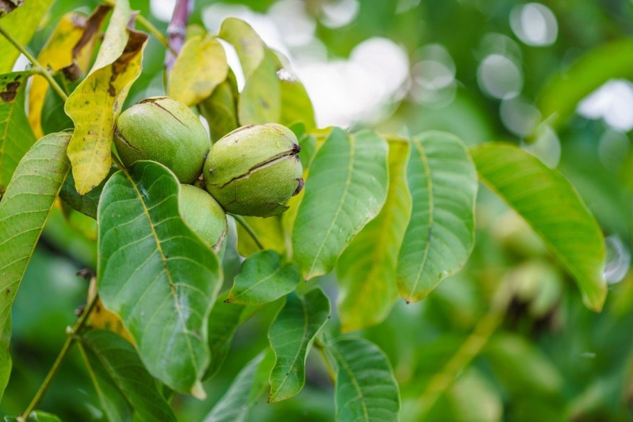 Juglans nigra