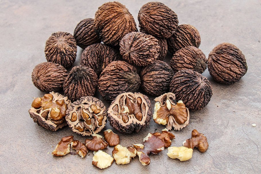 Орех грецкий (Juglans Regia)