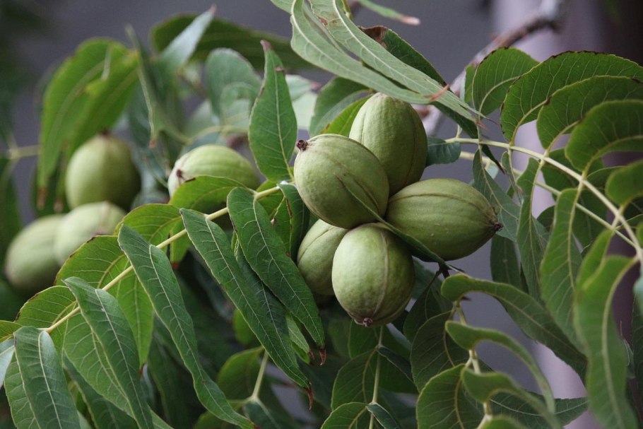 Орех черный, Juglans nigra