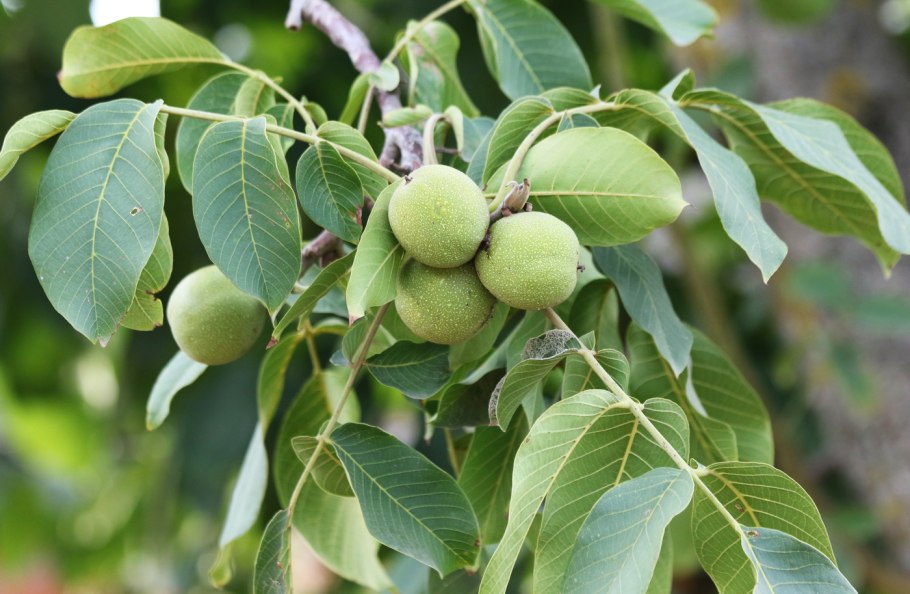 Орех маньчжурский (Juglans nigra l.)