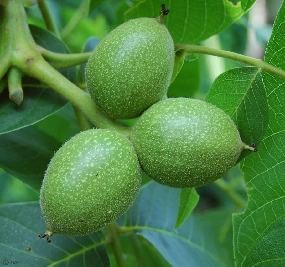 Орех черный, Juglans nigra