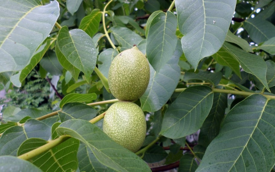 Орех маньчжурский - Juglans mandshurica ареал