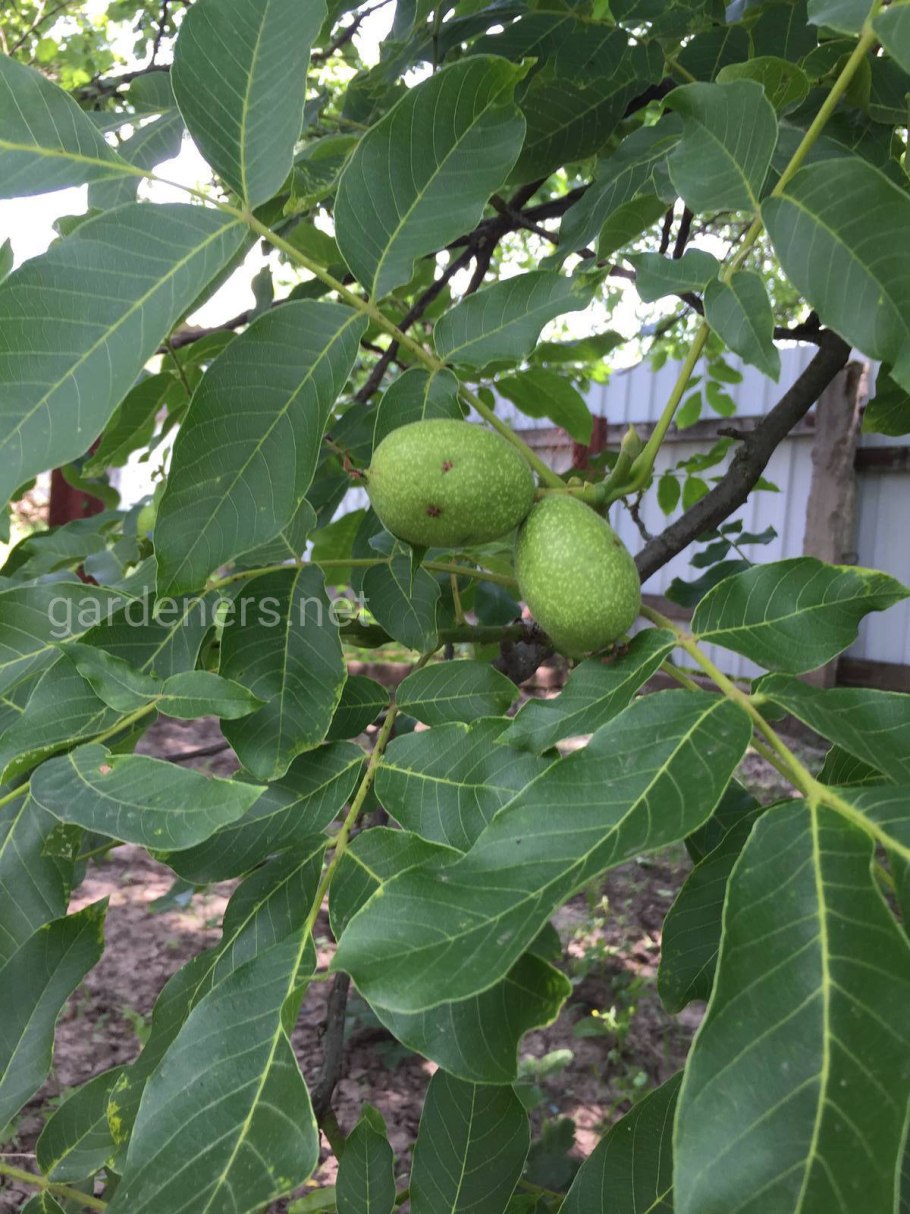Орех маньчжурский (Juglans mandshurica)