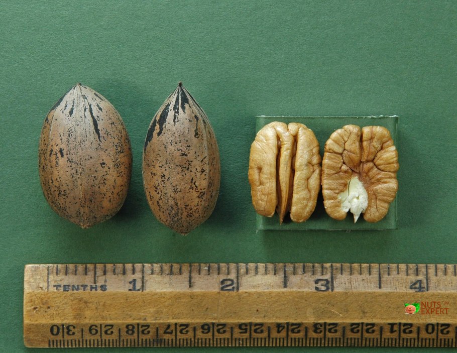 Орех черный, Juglans nigra