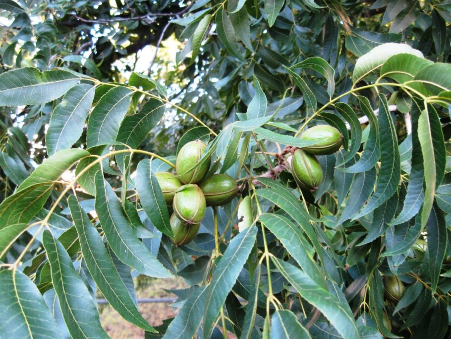 Juglans Regia (Juglans)