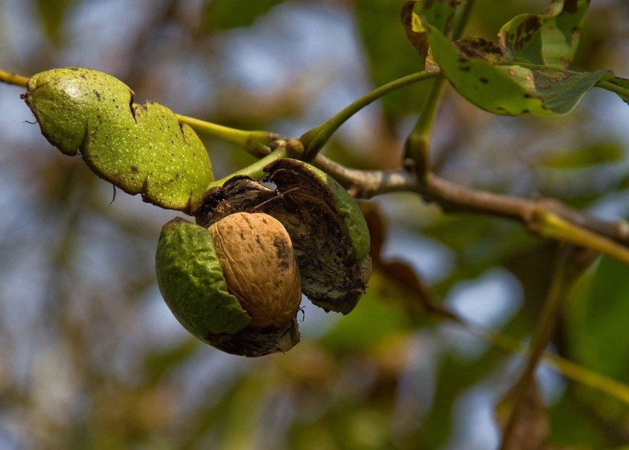 Орех маньчжурский (Juglans nigra l.)