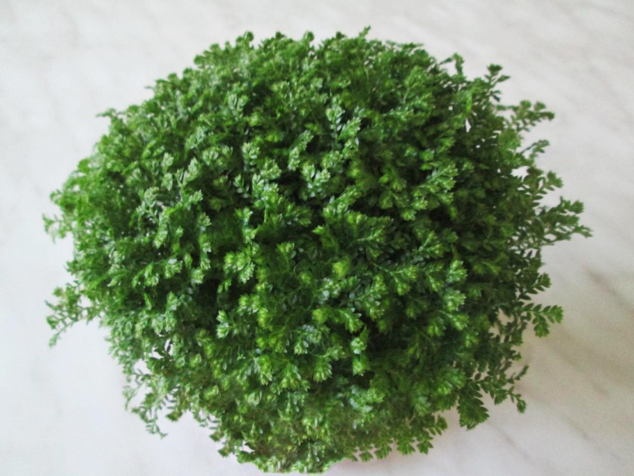 Цветет ли селагинелла