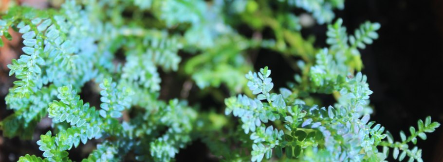 Роза Иерихона, динозавра, папоротник, Спайк, мох, плаунка, тамарикса