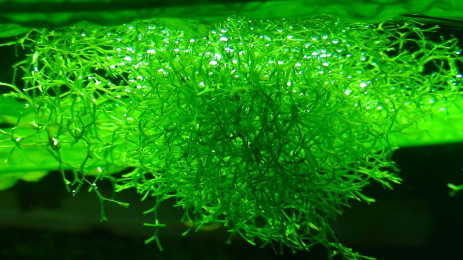 Selaginella erythropus