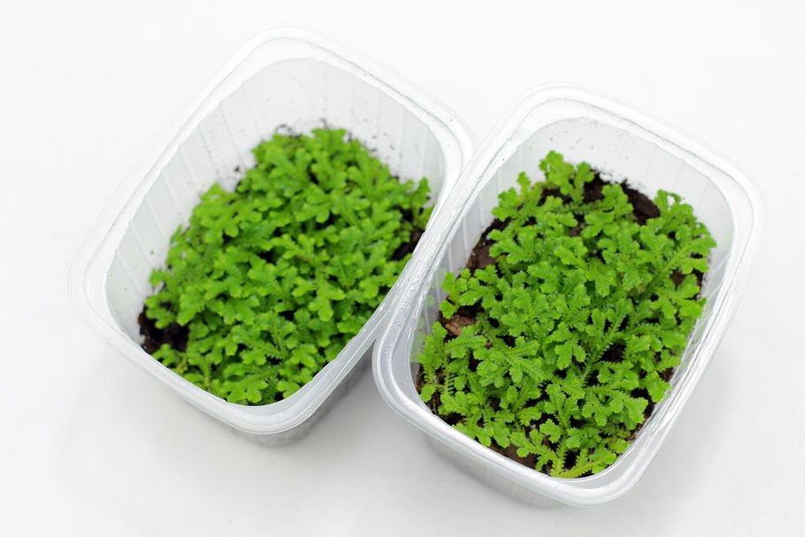 Папоротник селагинелла