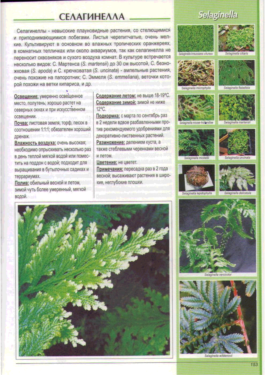 Йорн селагинелла