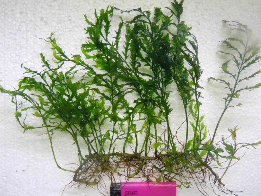 Папоротник таиландский Винделова