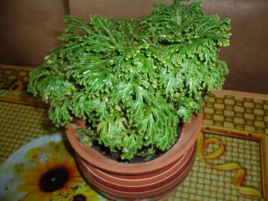 Селагинелла Краусса (Selaginella kraussiana)