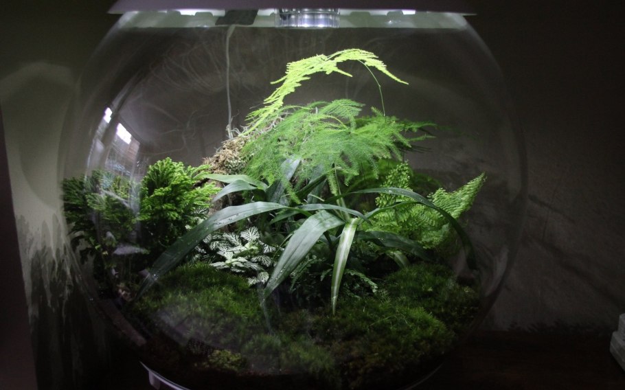 Selaginella martensii