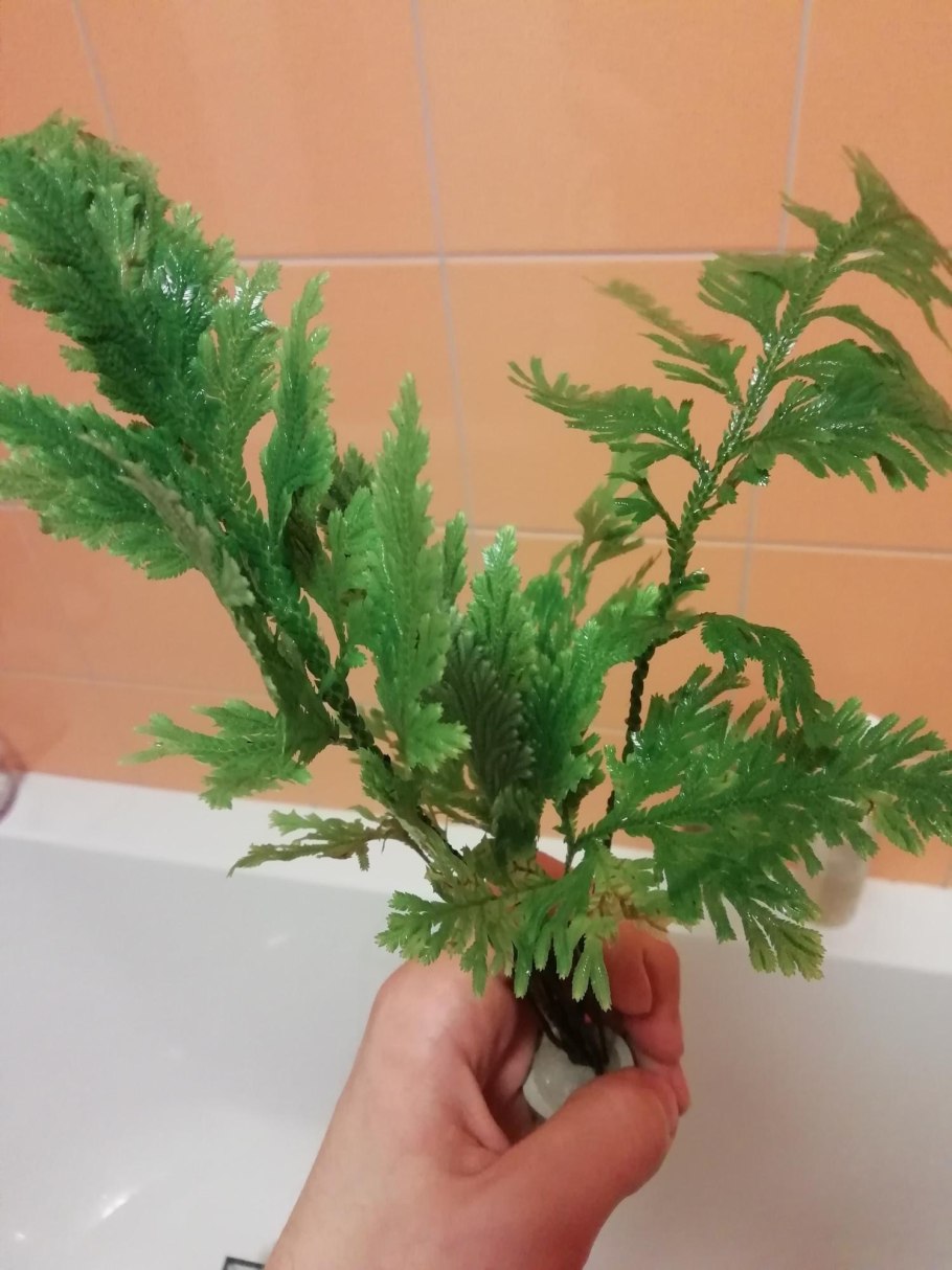 Систематика селагинеллы