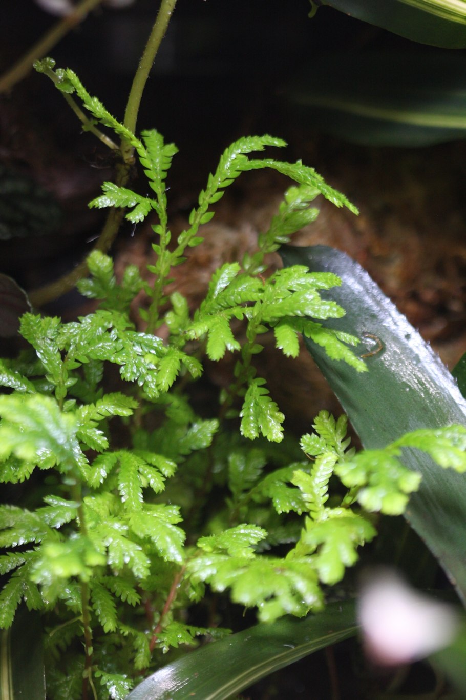 Selaginella kraussiana Mini