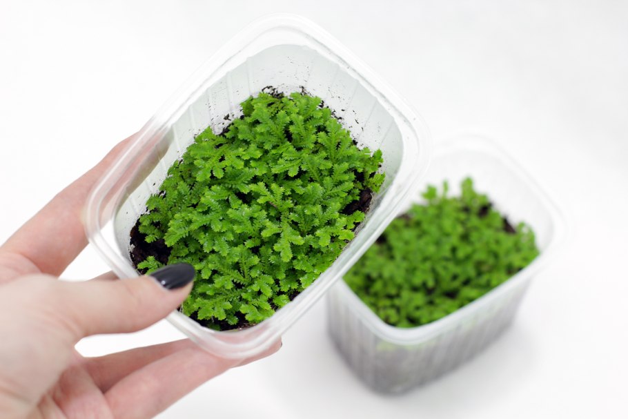 Селагинелла унцината