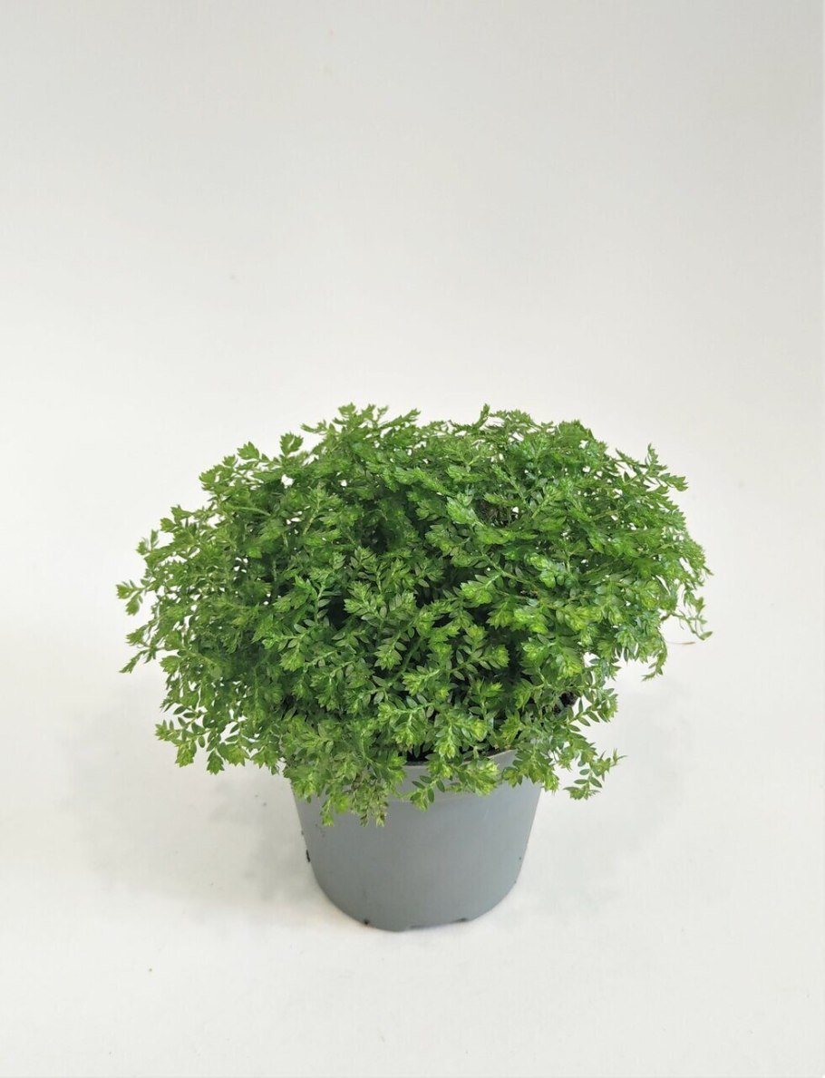 Селагинелла унцината