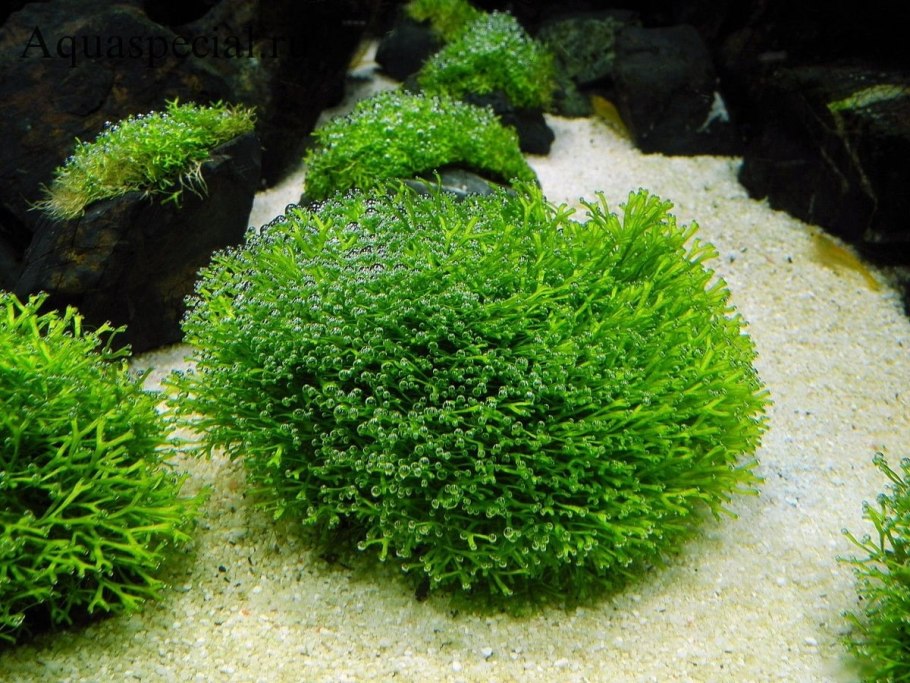 Папоротник селагинелла Мосс