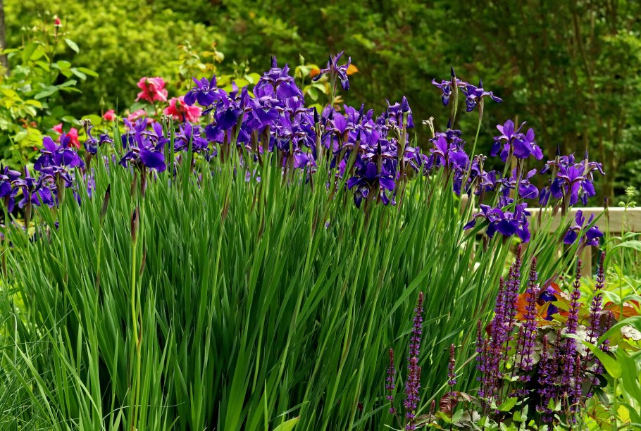 Ирис Сибирский с лилейником