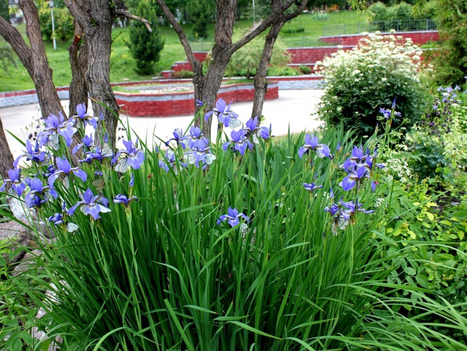Ирис Сибирский с лилейником