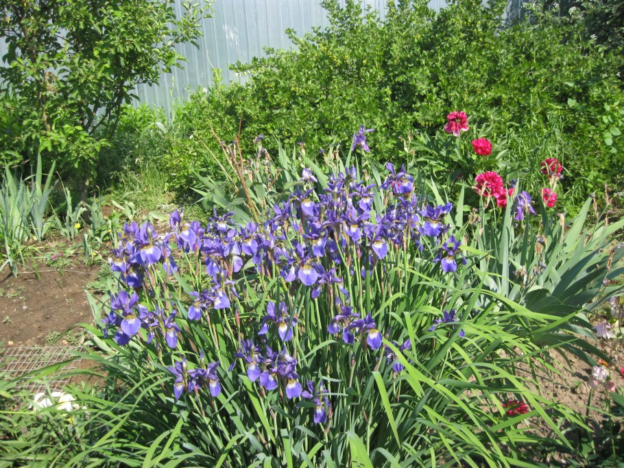 Ирис Сибирский в цветнике