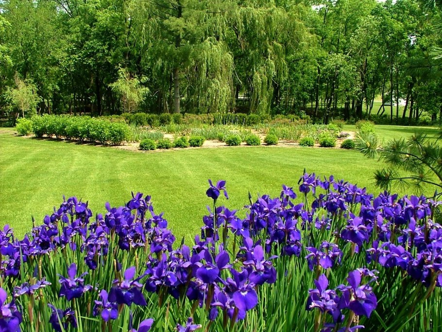 Ирис Сибирский в миксбордере