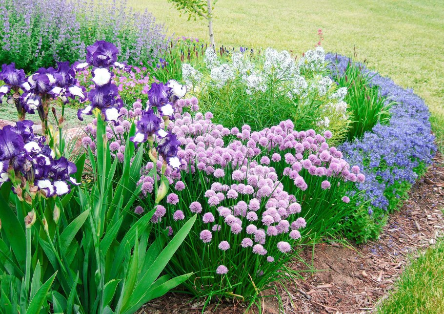 Ирис Касатик Сибирский на клумбе