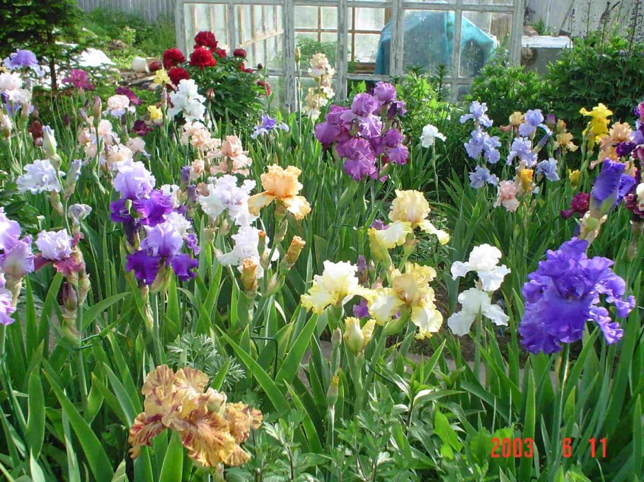 Ирисы бородатые клумба