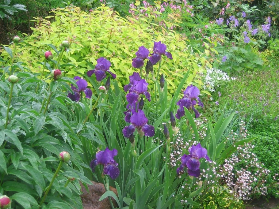 Ирисы и лилейники на клумбе