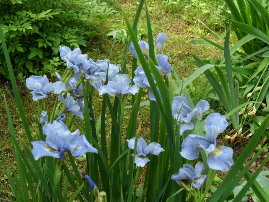Ирис Сибирский компаньоны