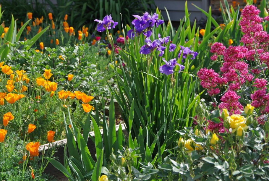 Сибирский Ирис синий болотный