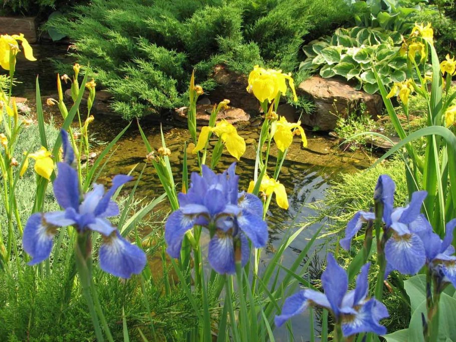 Ирис Сибирский компаньоны