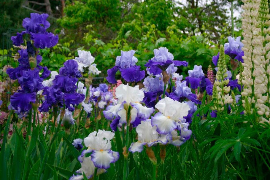 Сибирский ирисы в ландшафтном