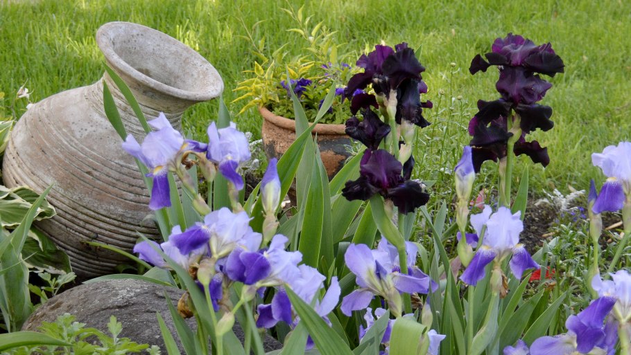 Ирис фиолетовый тонколистный
