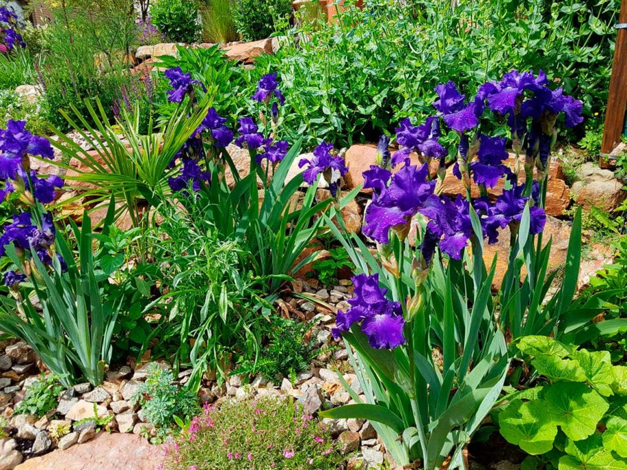 Ирисы Сибирские в цветнике