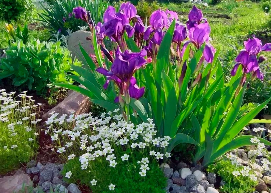 Миксбордер лилейник ирисы