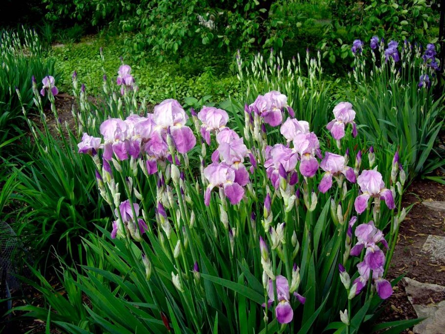 Ирис куст