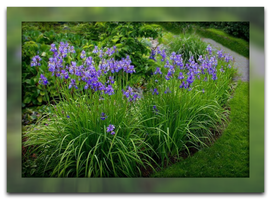 Ирис Сибирский в ландшафте